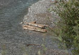 fundholz-schwemmholz-lech-01.jpg